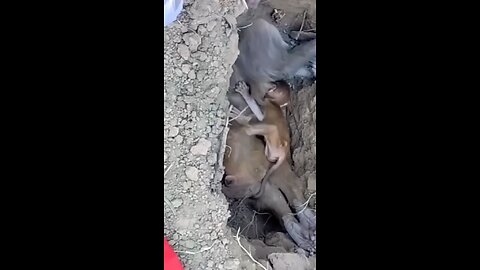 mother monkey is death