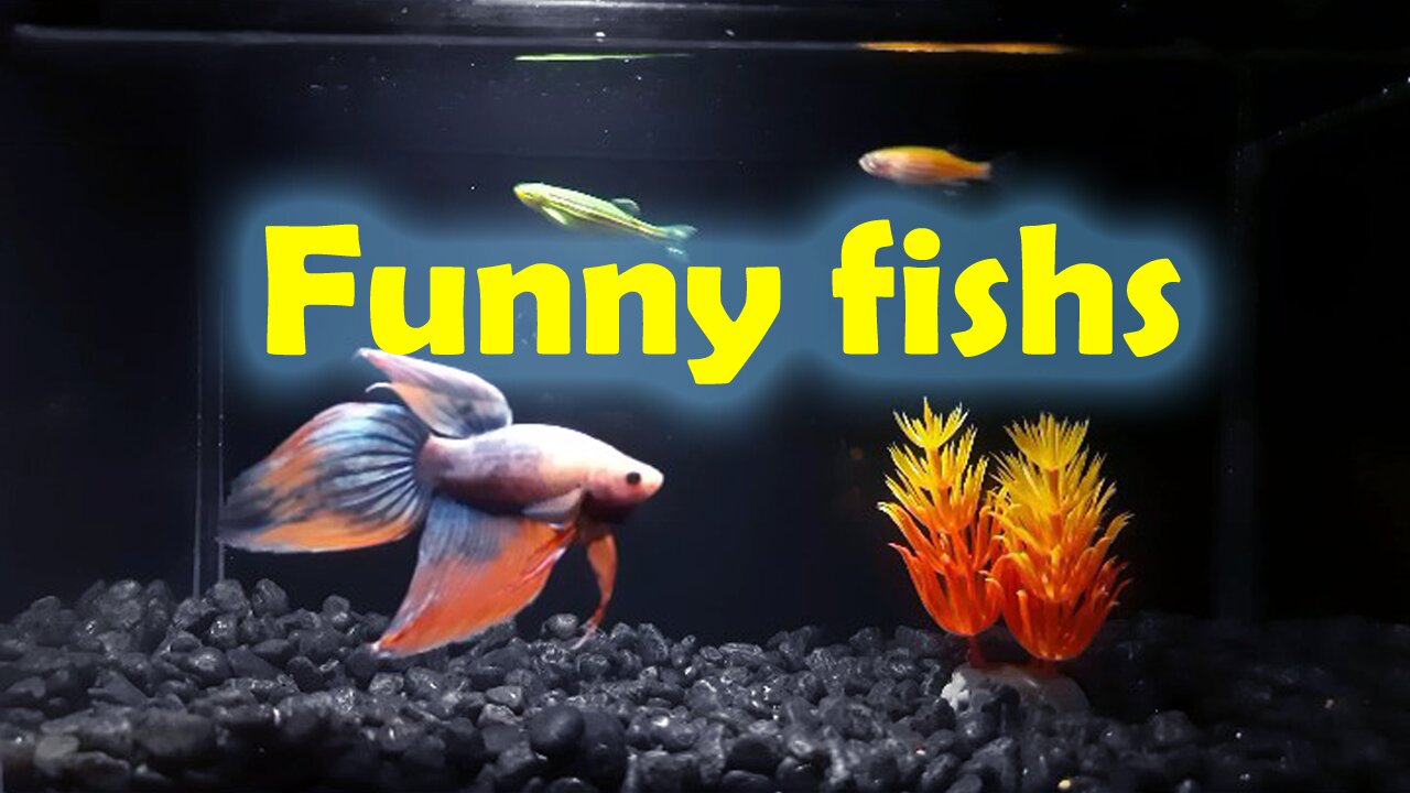 Funny fish - listen relaxing oceanscape aquarium 2023