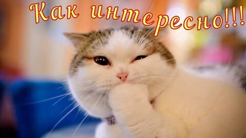 Смешные Коты 7 Funny Cats