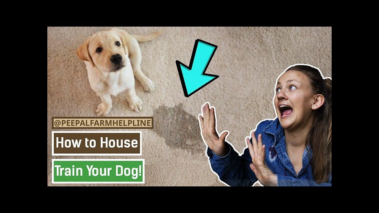 How to house train your dog | Potty train a dog | Puppy training