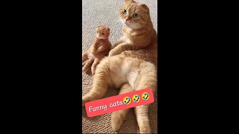 Funny cats