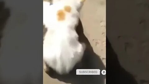 cute cat videos 😹 funny videos 😂 1081 😻 #shorts