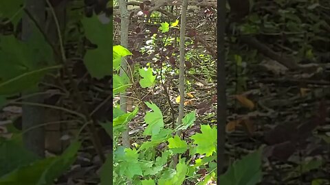 don't go past #shorts