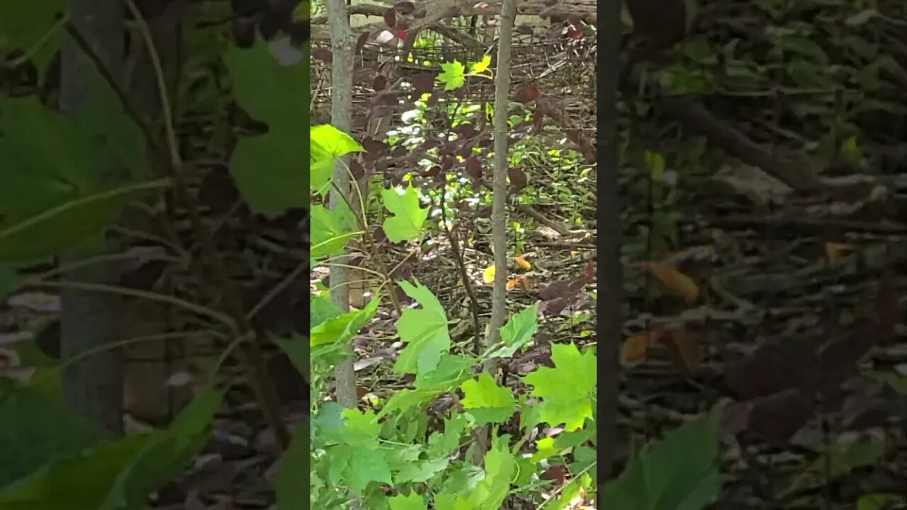 don't go past #shorts