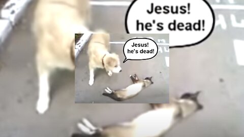 Too funny dog thought the cat was dead!