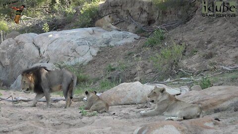 Daughters Of The Mapogo Lions - Rebuilding The Othawa Pride - 116: Watching Elephants