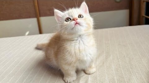 Cute cat crying miyau 😊