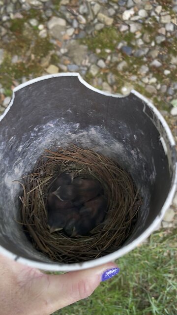 Fresh Baby Blue Birds hatched