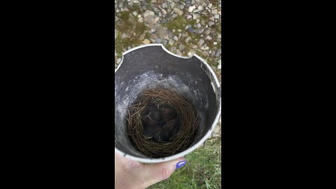 Fresh Baby Blue Birds hatched