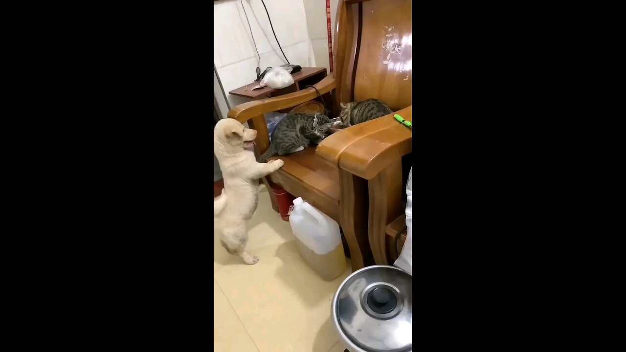 Innocent😻_cat_vs_anger_puppy😱_cat_puppy_fight😱😱🙈