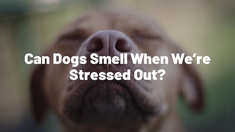 Can Dogs Smell When We’re Stressed Out?