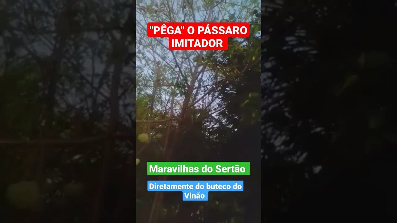 PÊGA... PÁSSARO IMITADOR