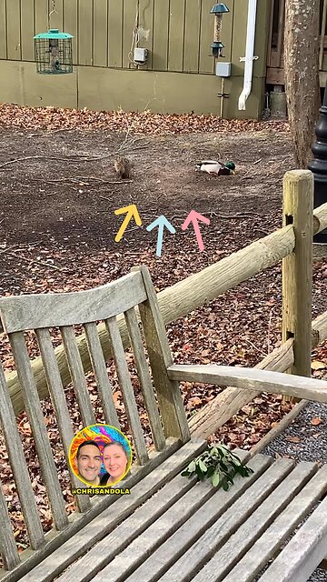 DUCK COUPLE EATING TOGETHER!