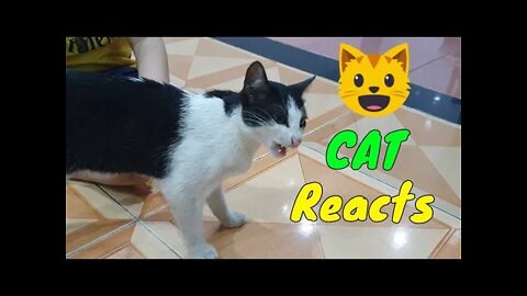 Sharing My Cute Pets Cat and Puppy Dog Funny Moment | Viral Cat