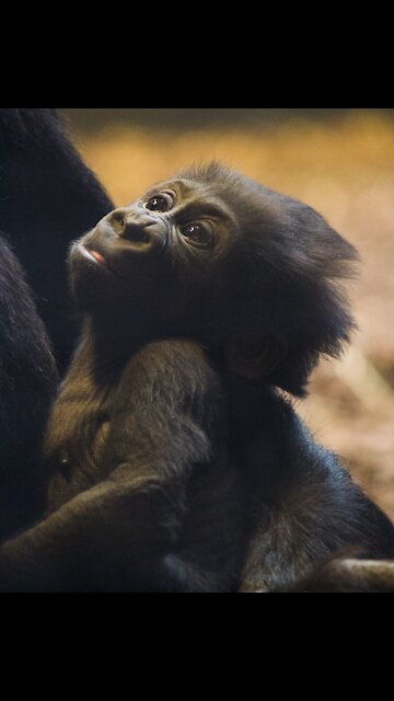 Beautiful little gorilla playing
