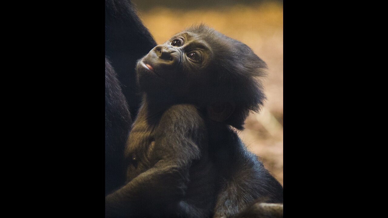 Beautiful little gorilla playing