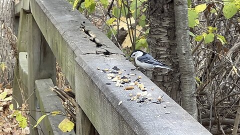 Nuthatch grab and go