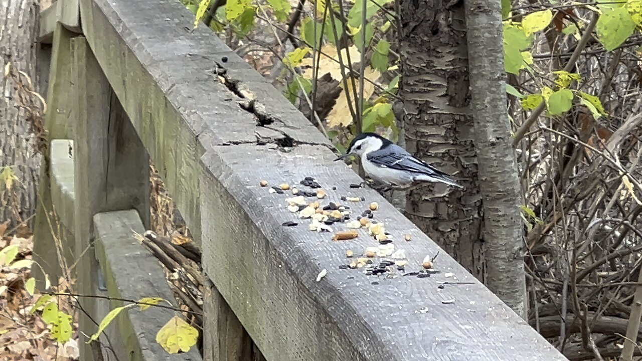 Nuthatch grab and go