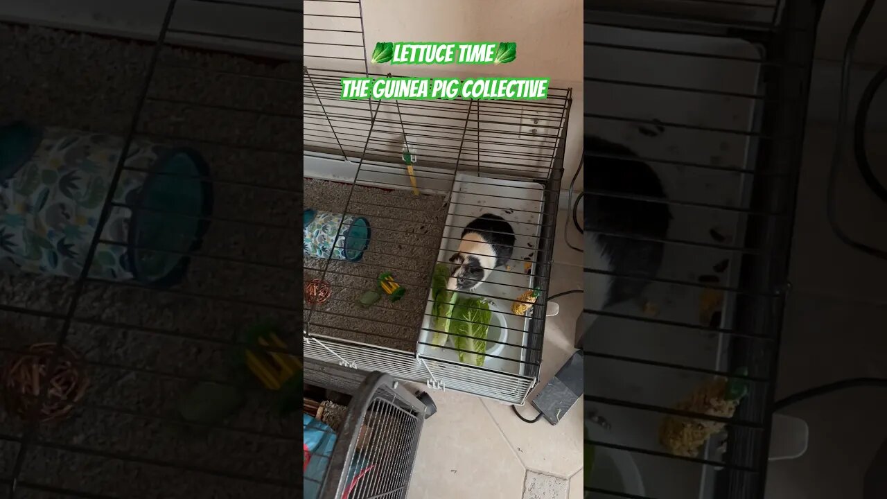 🥬Lettuce Time🥬 The Guinea Pig Collective #guineapigshorts #guineapigs #guineapigseating #channel