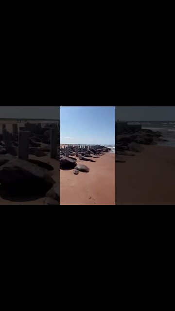 An old dock at the end of the beach