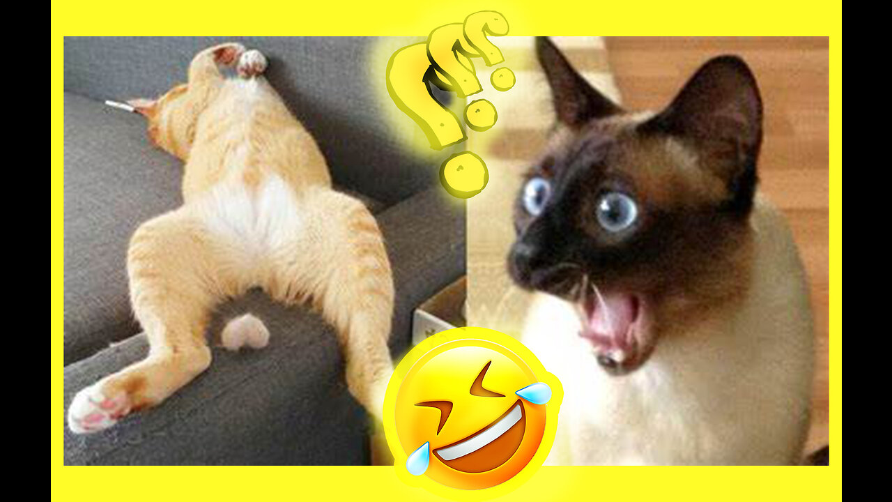 Funniest Animals 2023 😂 Funny Dogs and Cats Videos 😺🐶 Part 1