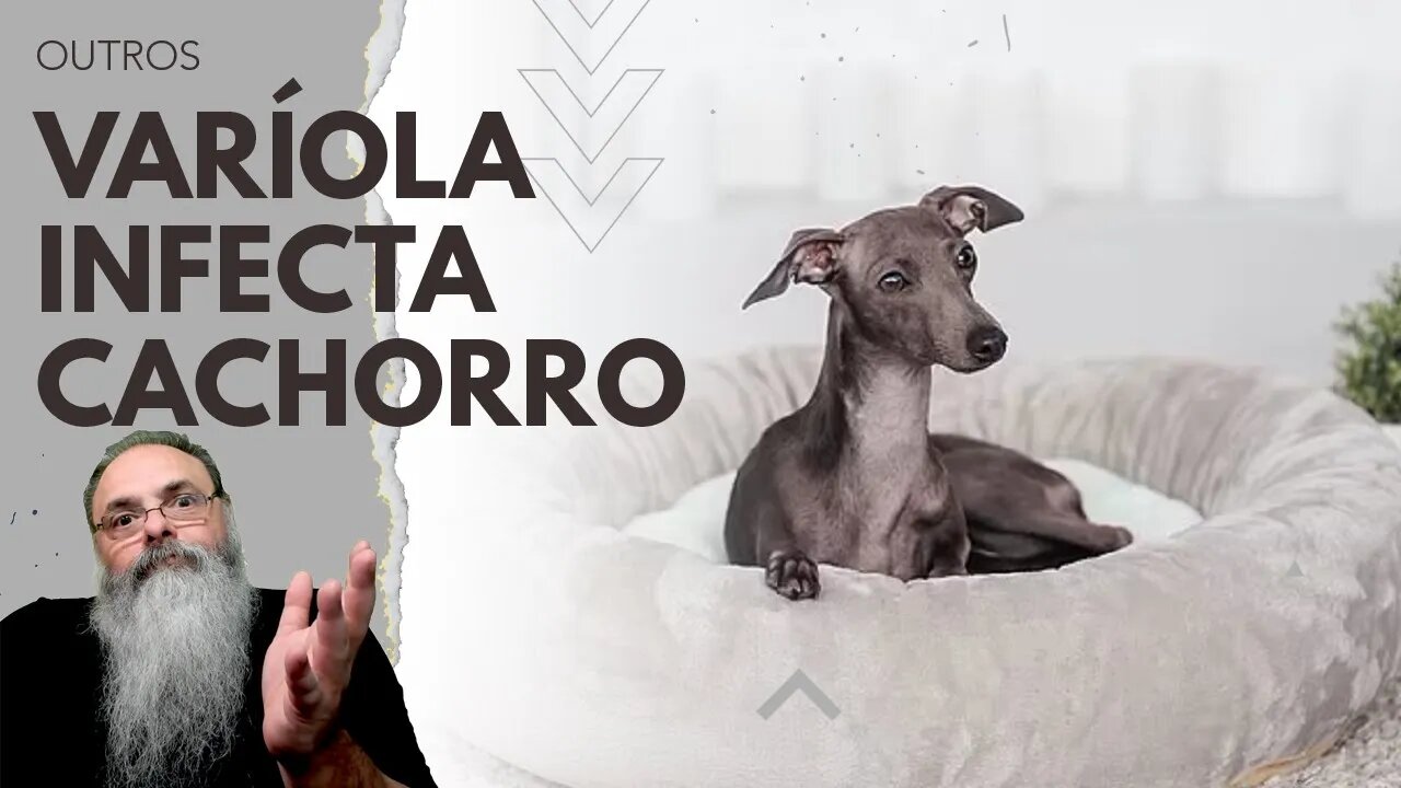 CÃO que DORMIA na CAMA com seus DONOS contrai VARÍOLA dos MACACOS e isso TRAZ LIÇÕES para TODOS NÓS