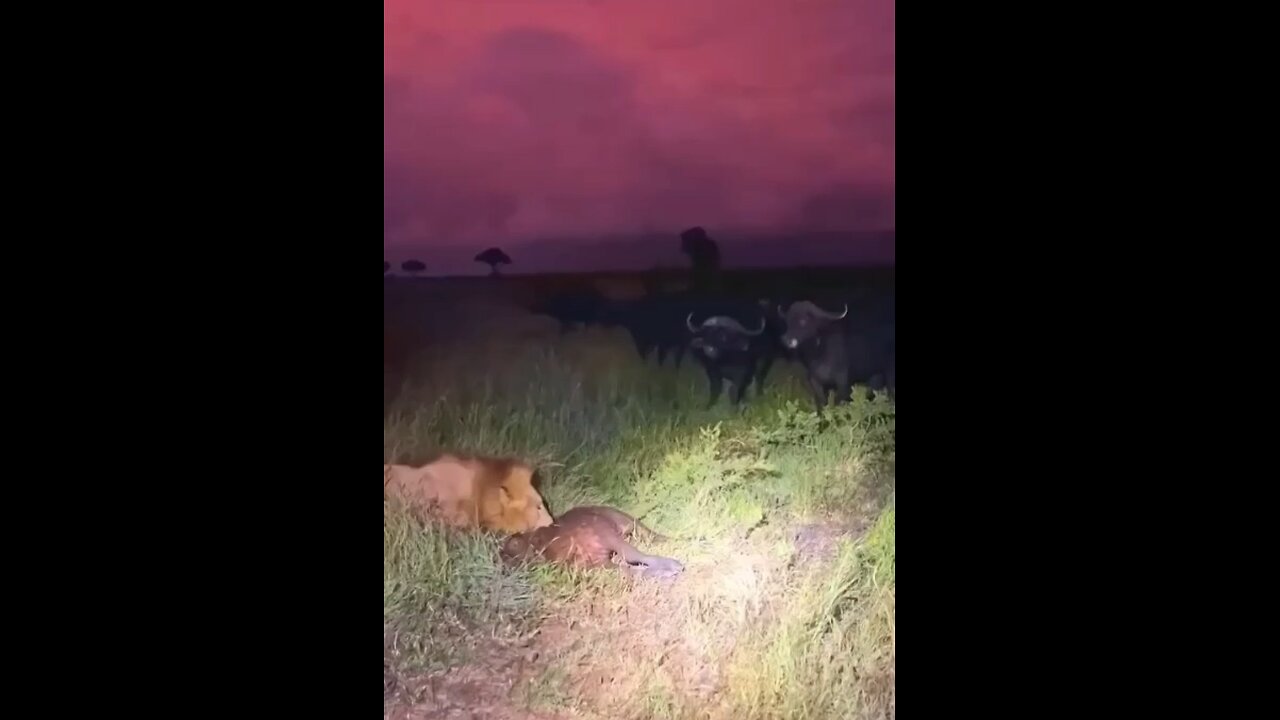 Lions vs buffaloes #wildlifemagictv#wildlife#nature#animals