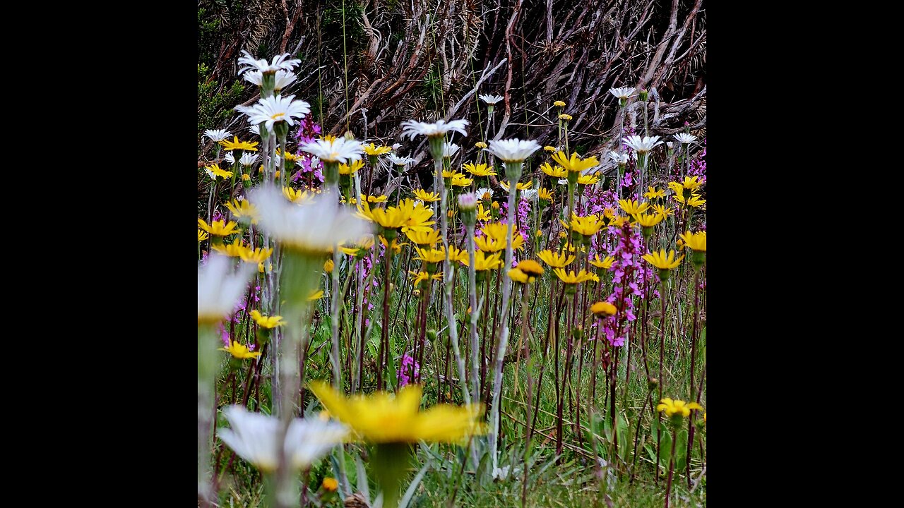 Rainy Adventure at Mt Baw Baw (Victoria SUMMER)