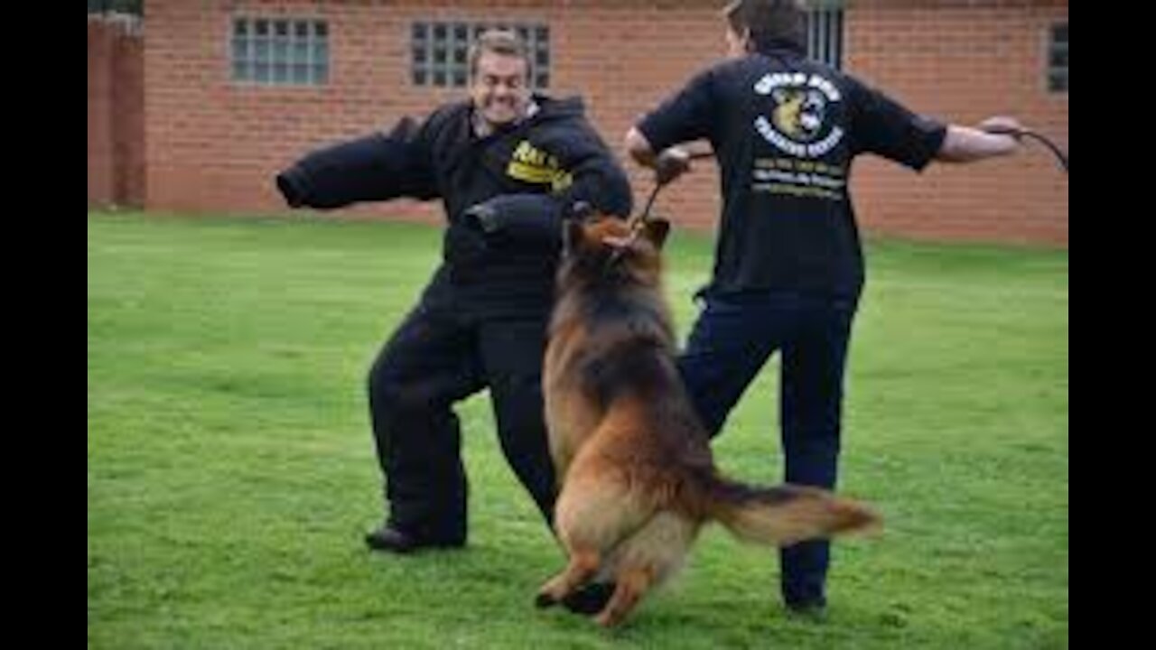 Guard Dog Training - A comprehensive outlook