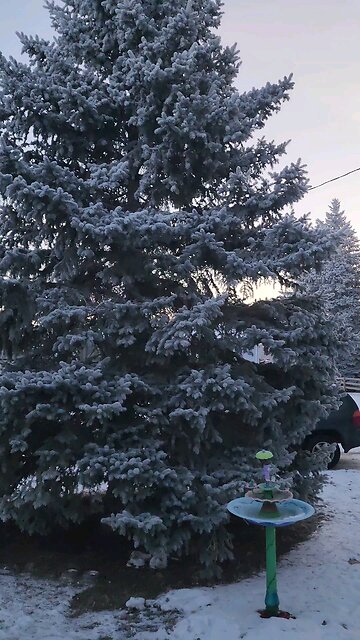 good frosty morning from Mohall