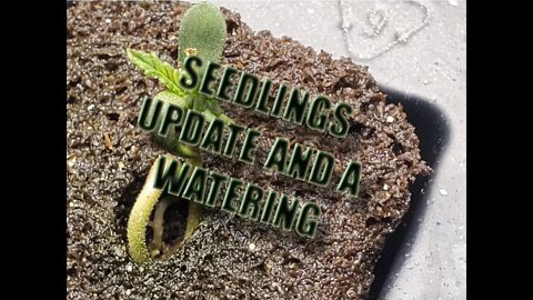 Seedling Update and a Watering