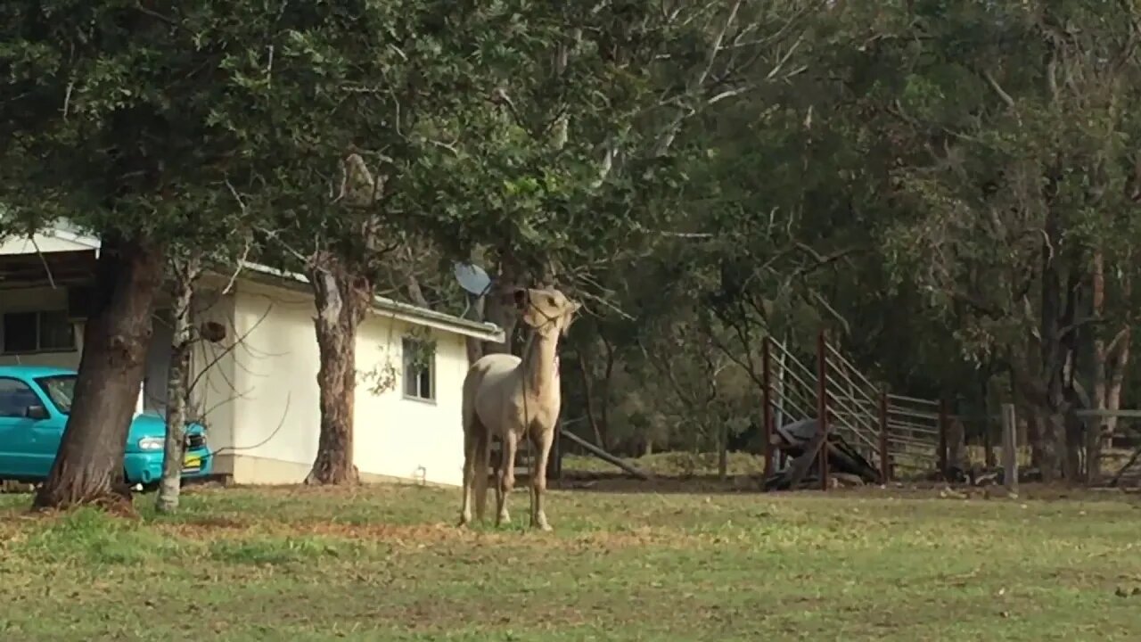 Halo's first day with us, showing the resourcefulness of brumbies eating leaves from trees 17/6/2019