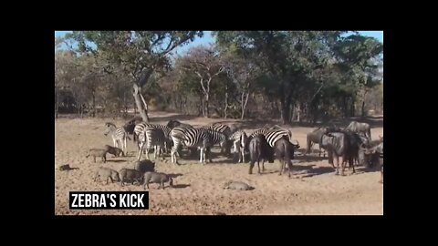 CRAZIEST ANIMAL FIGHTS CAUGHT ON CAMERA |Neil Singson