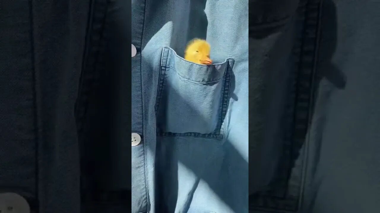 What a sweetness 🐥