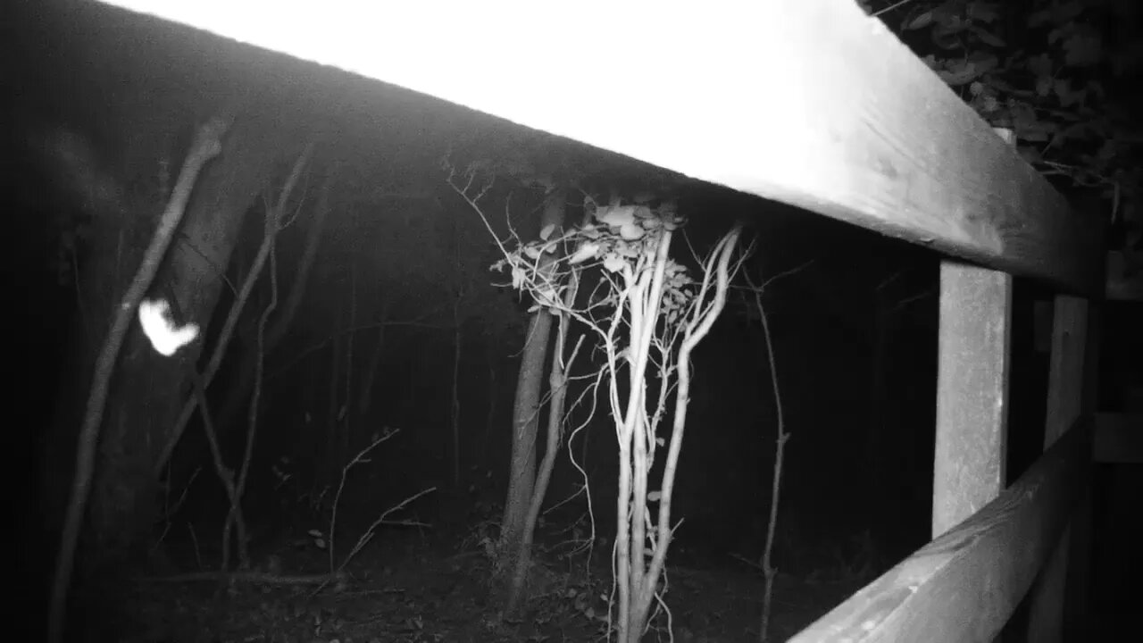 Raccoon knocks a spider web down in front of my trail cam