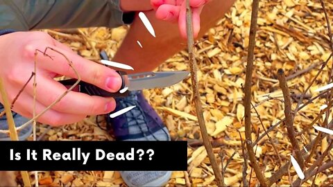 Easy Way To Check If Your Plant Is Alive!! | Cambium Layer In Plants!! | Quick Tips For Fruit Trees!