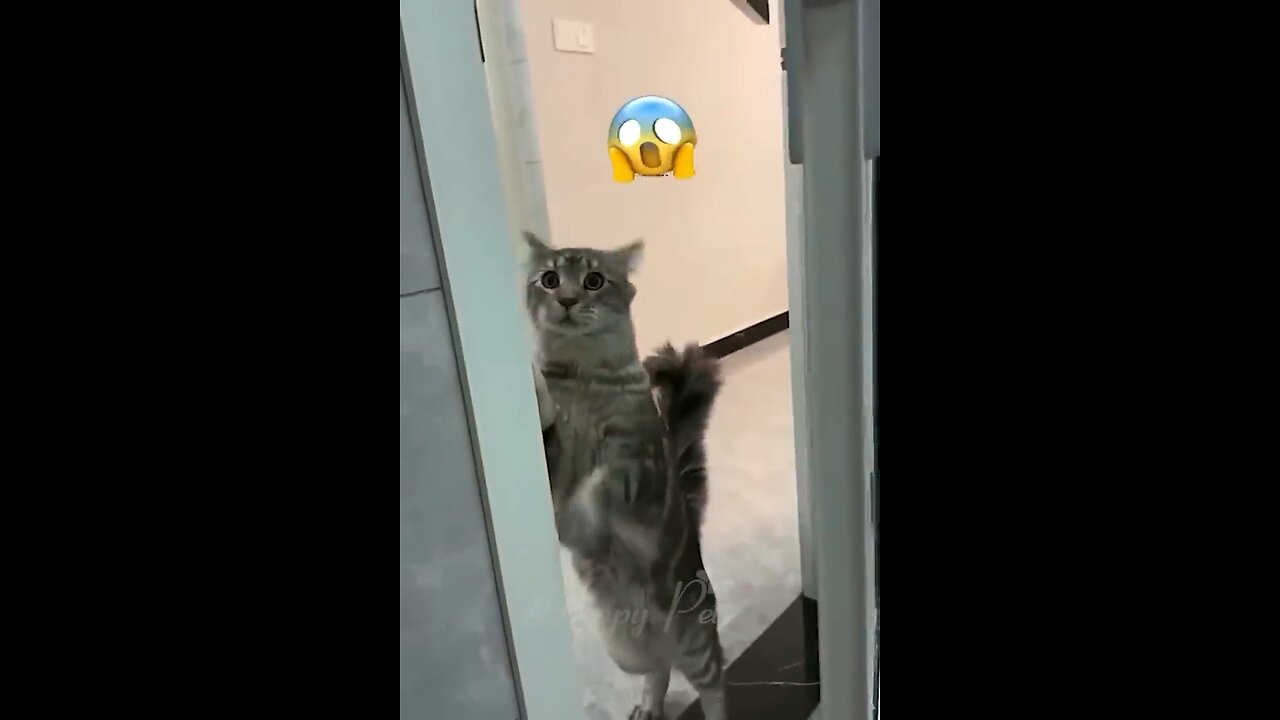Funniest cat and dog