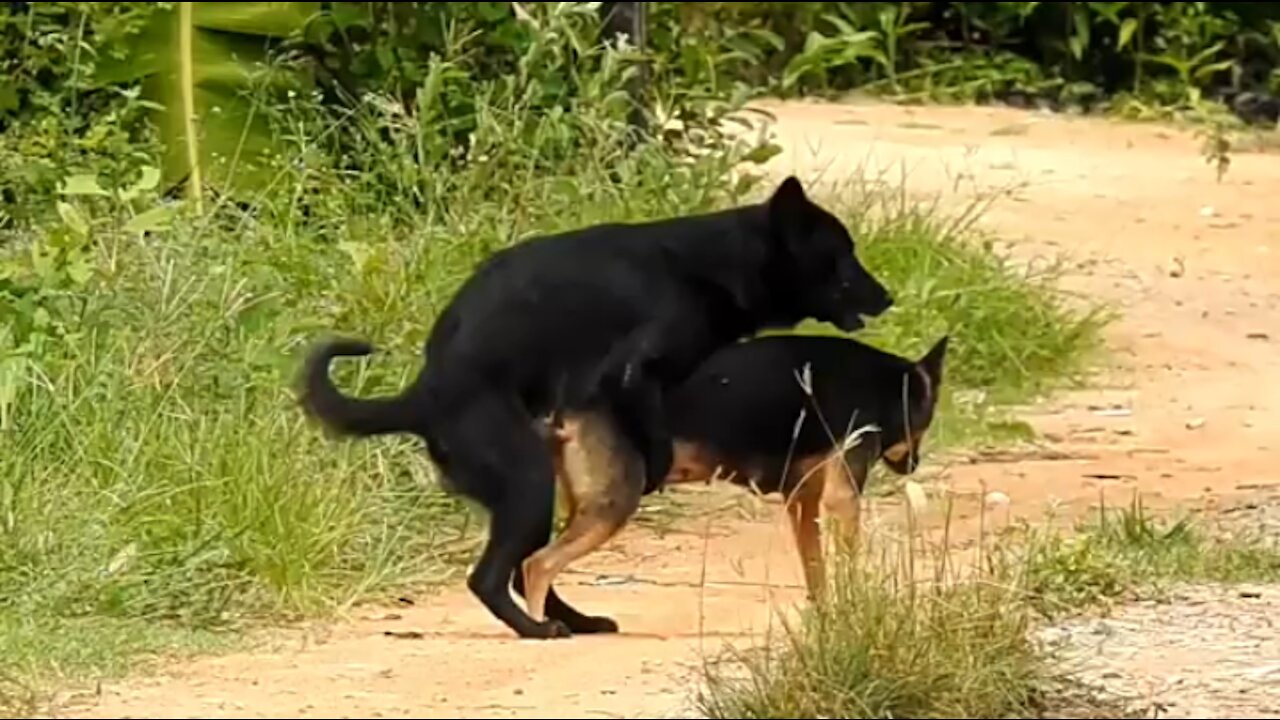 WTF! Dogs Having Sex