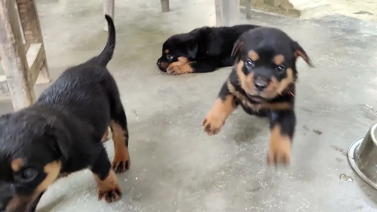 Hooman's best friend, fell in love watching the video.
