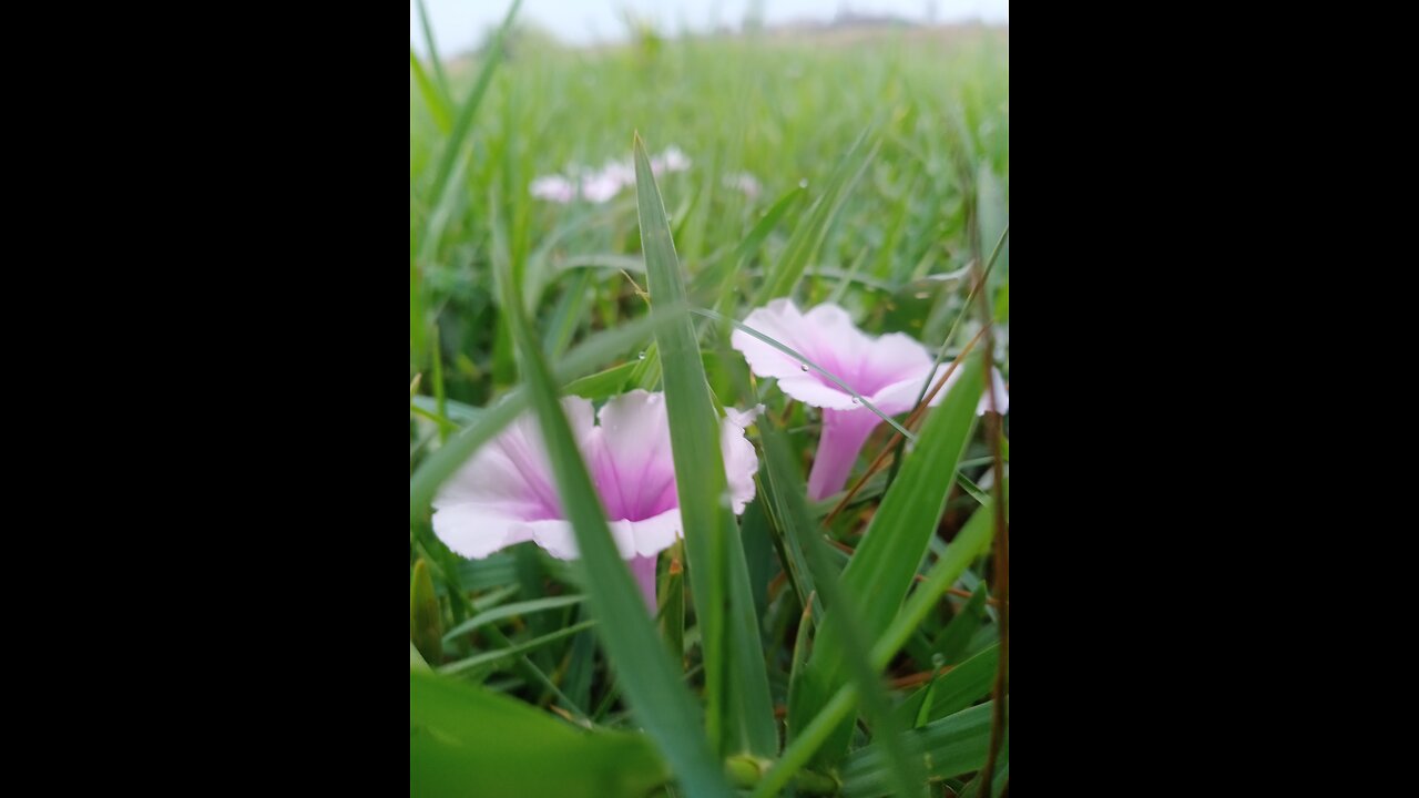 Flower in Green Grass #green