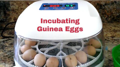 Incubating Guinea Eggs