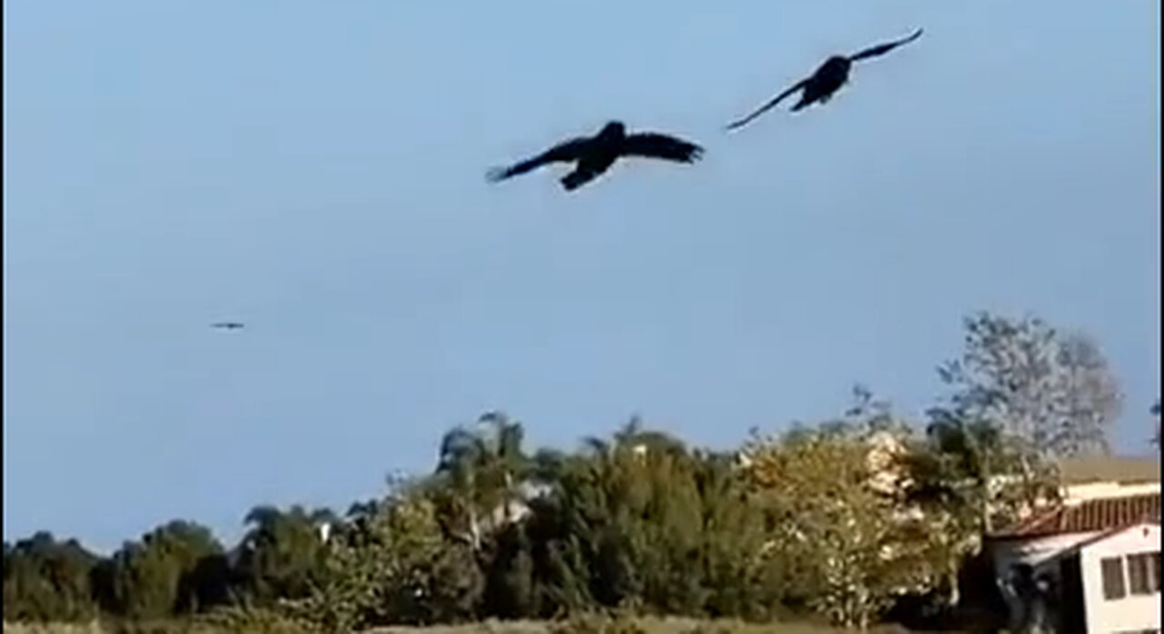 Ravens are monogamous and couples do synchronized 'joy flights'