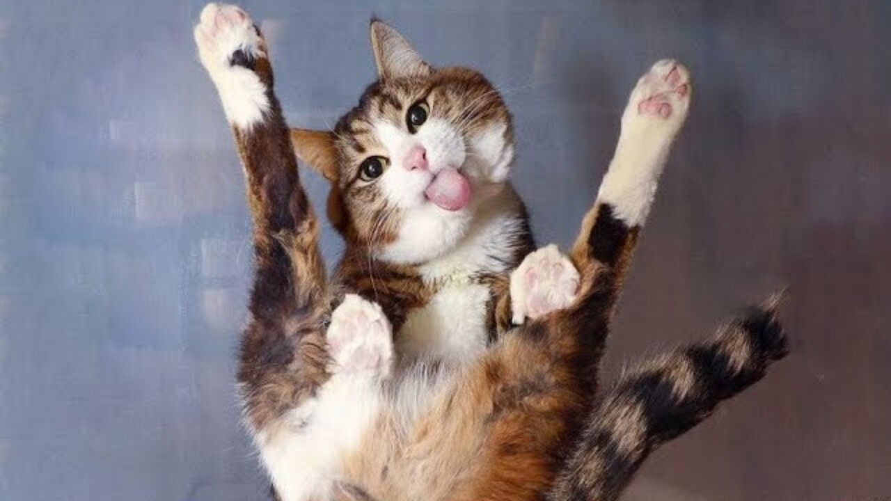 Funniest Cats 😹 - Don't try to hold back Laughter 😂 - Funny Cats Hack - 54