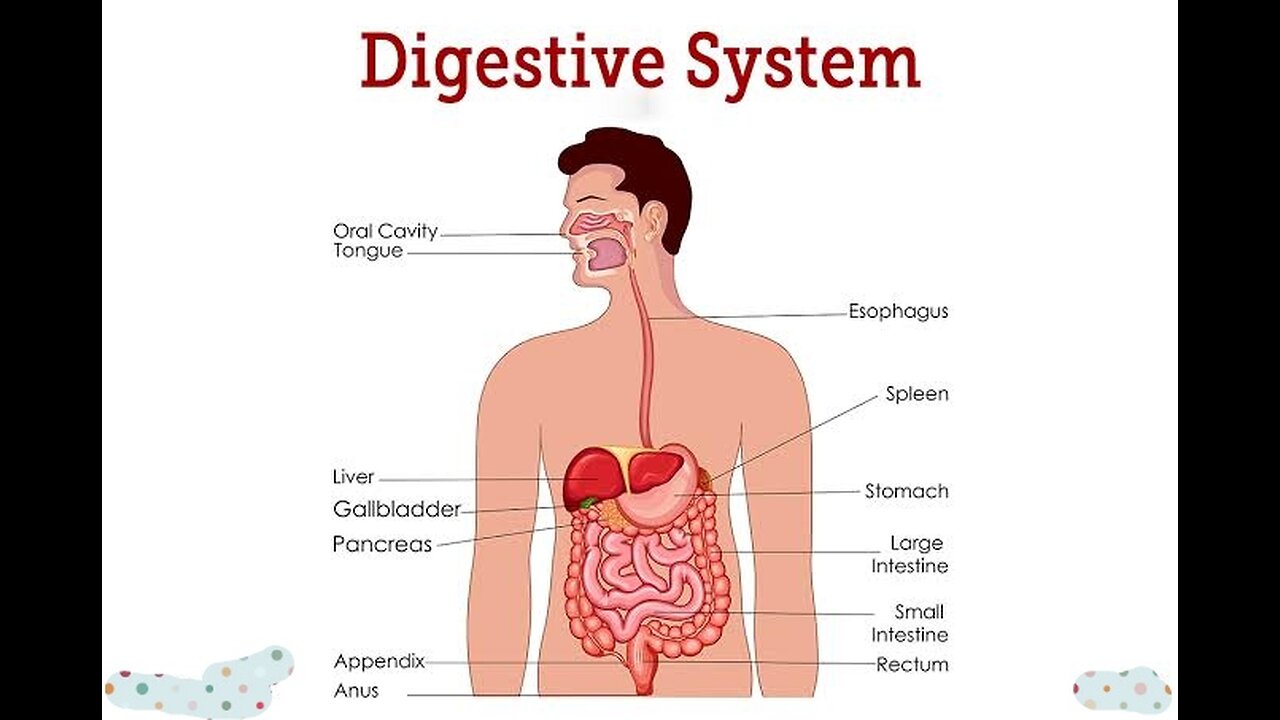 Food digestive system | food digestion l