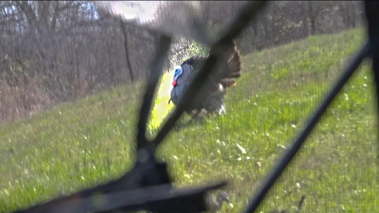 BoJack Turkey I Illinois Spring Turkey Hunting