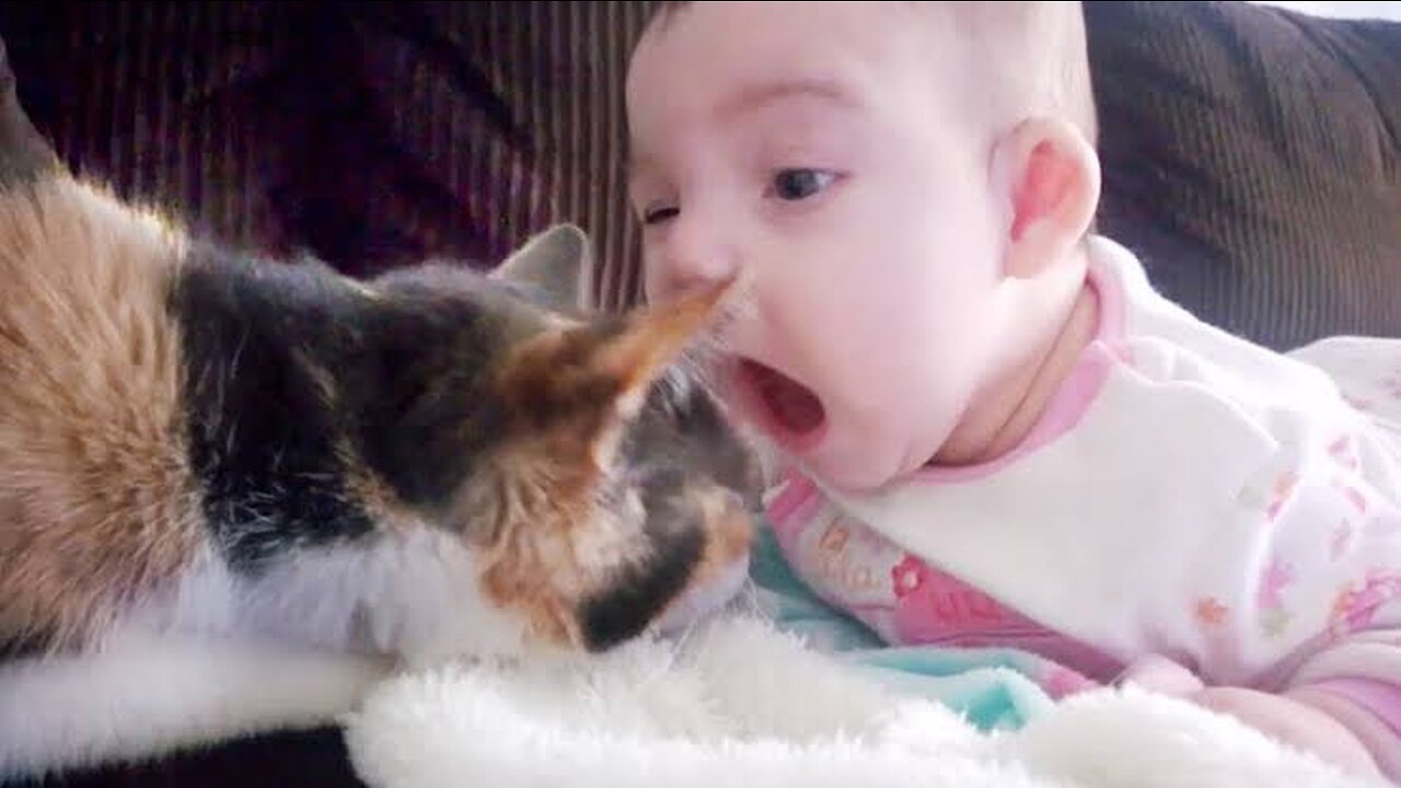Funny CATS 🤣🤣 / funny animal 😅😂🤣