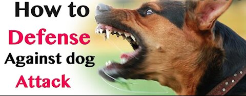 How to defend against a dog. Self defense against dog attack