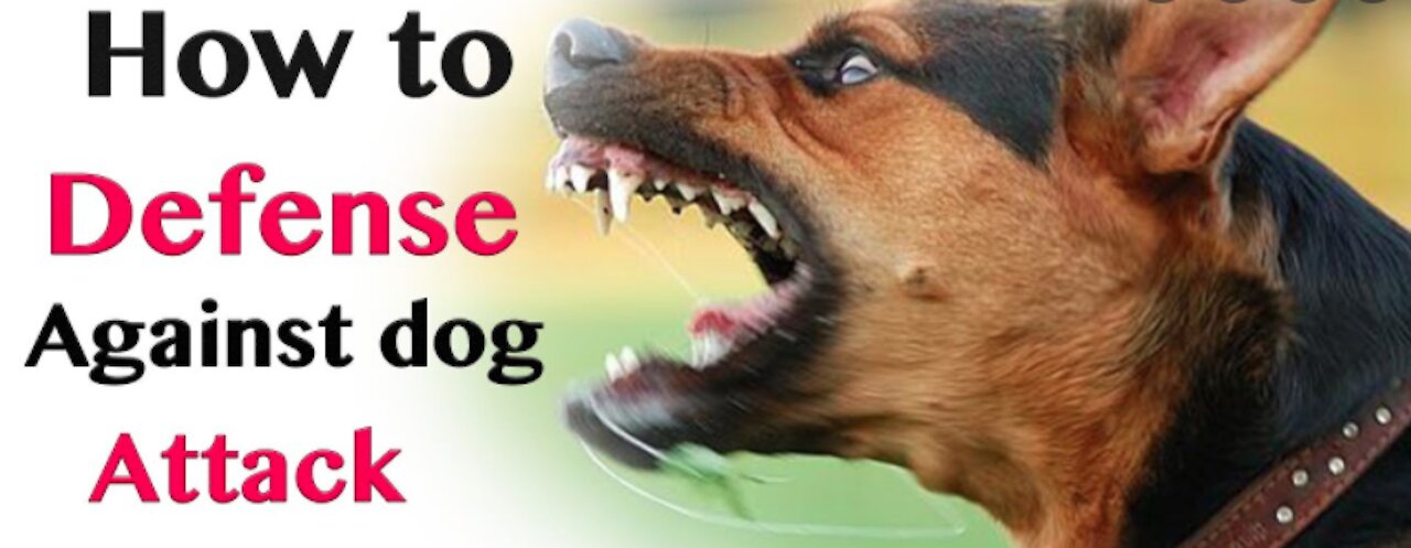 How to defend against a dog. Self defense against dog attack