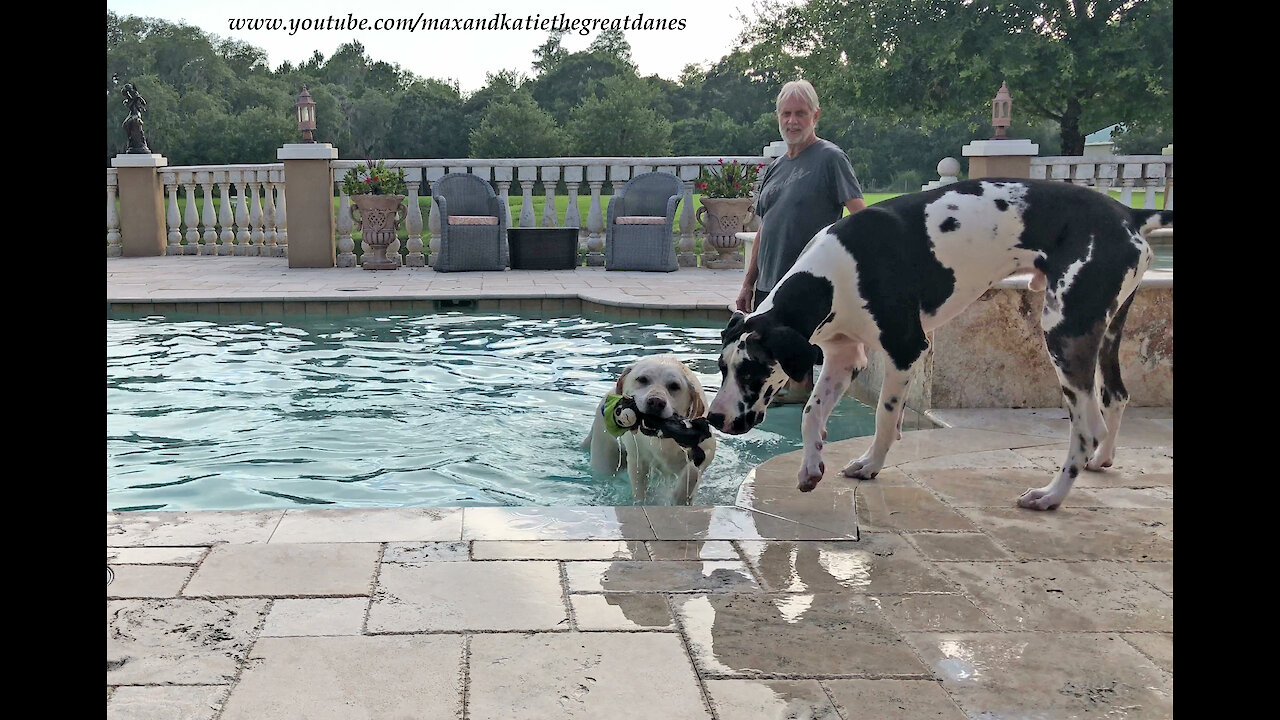 Great Dane Figures Out He Can Drink out of the Pool