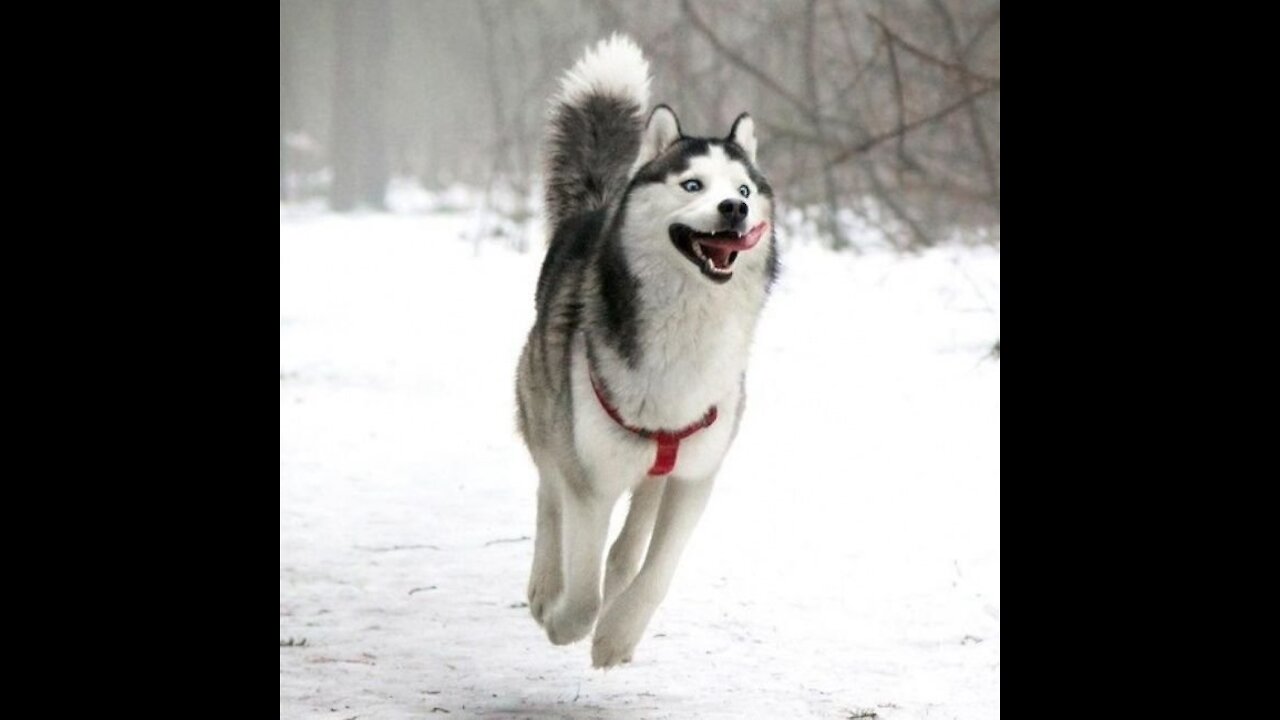 Huskies love to play